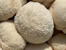 Organic Lion’s Mane